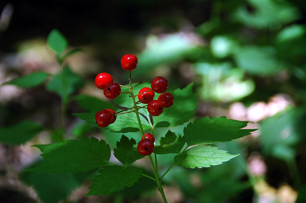 Red Baneberry