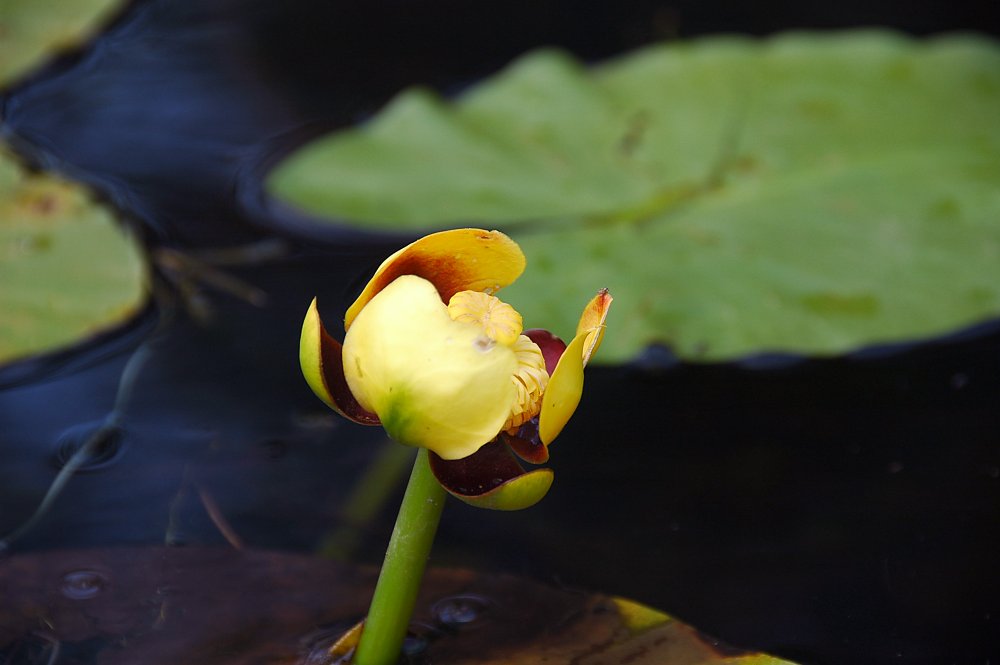 Large Pond-lily