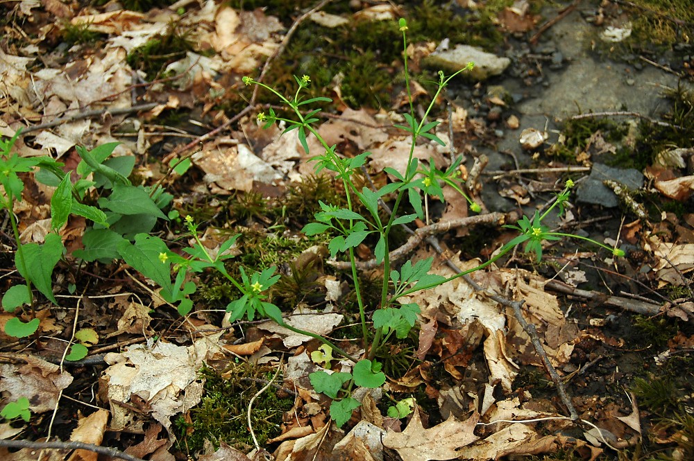 Small-flowered Crowfoot