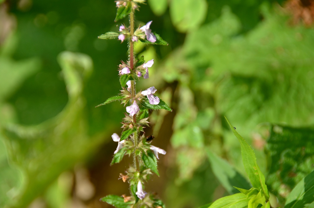 Smooth Hedge-nettle