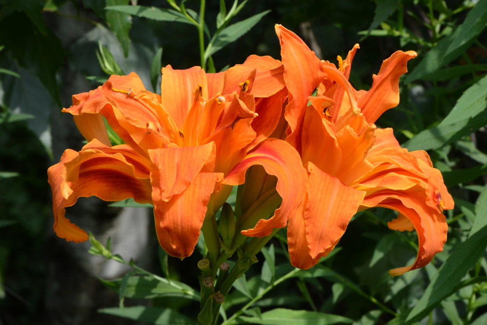 Day Lily (domestic)