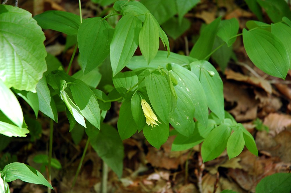 Large-flowered Bellwort