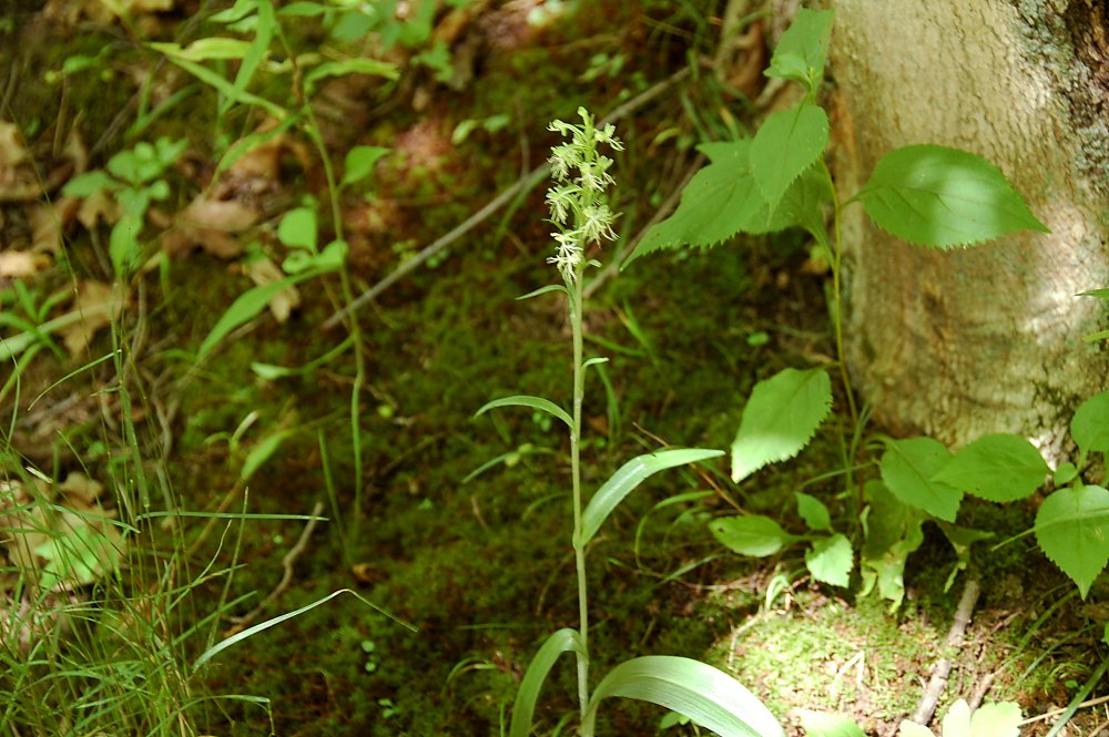 Ragged Fringed Orchis