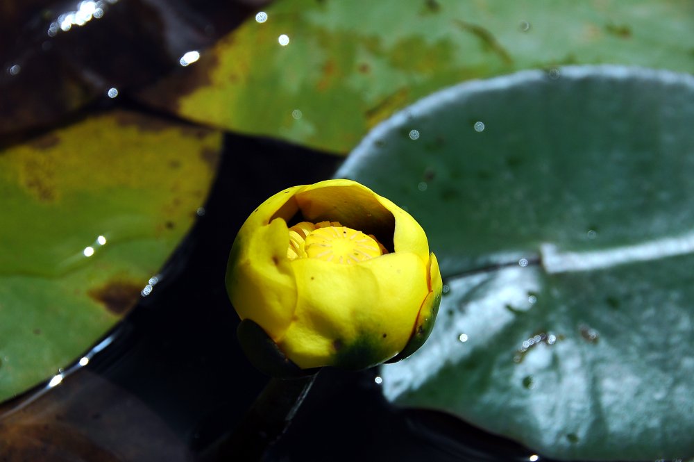 Large Pond-lily