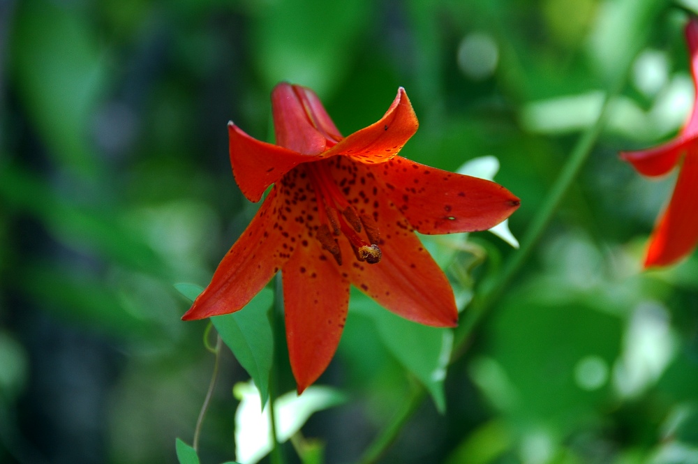 Canada Lily