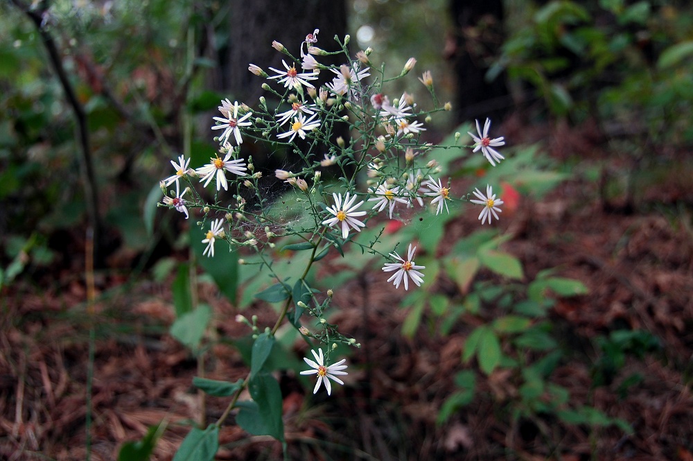 Lowrie's Aster