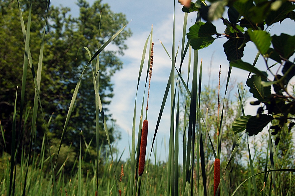 Narrow-leaved Cattail