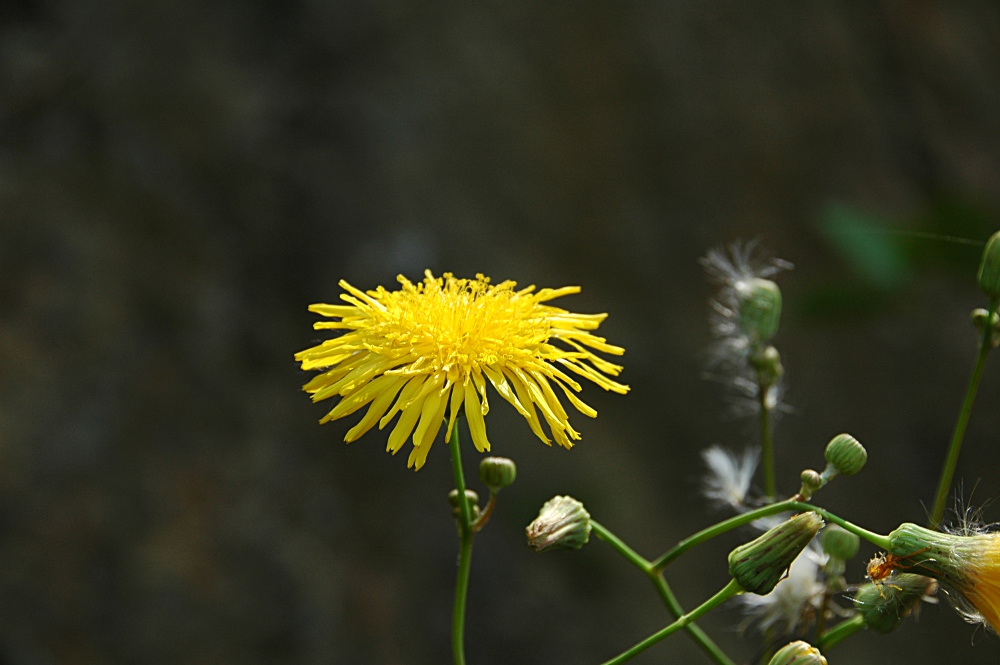 Field Sow Thistle