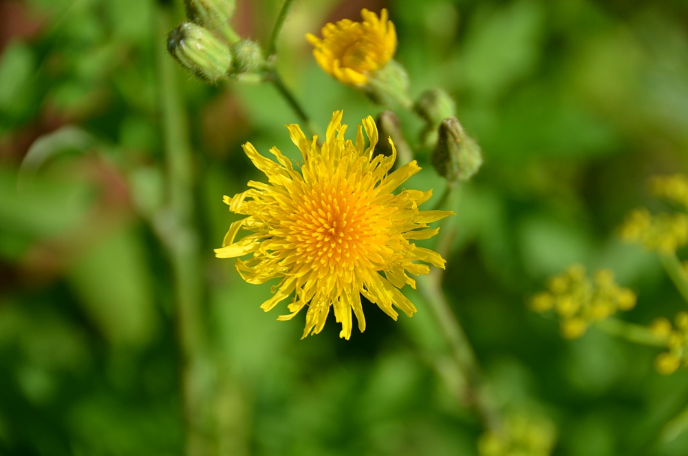 Field Sow Thistle