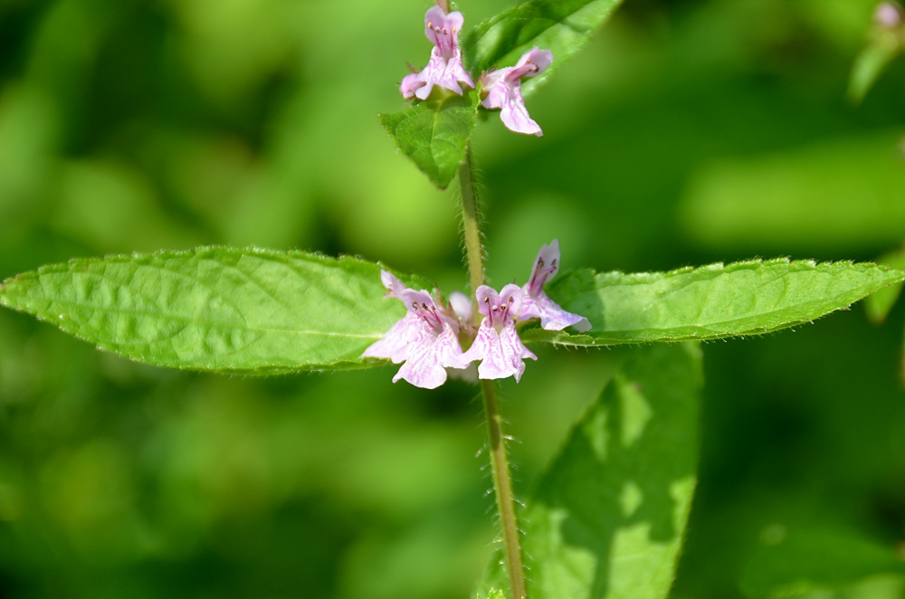 Smooth Hedge-nettle