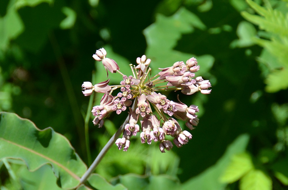 Blunt-leaved Milkweed