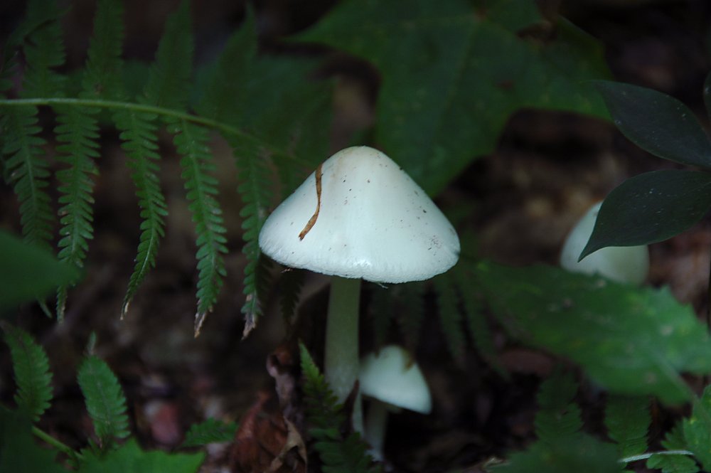 Mushroom 17