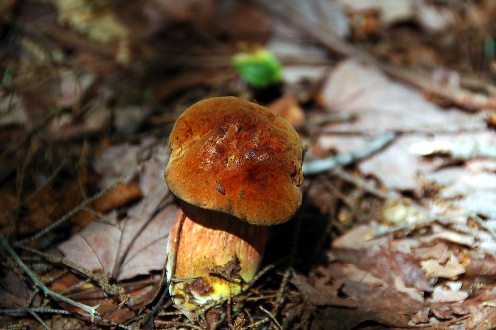 Mushroom 18