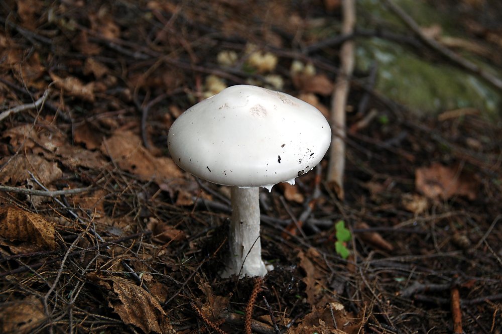 Mushroom 23