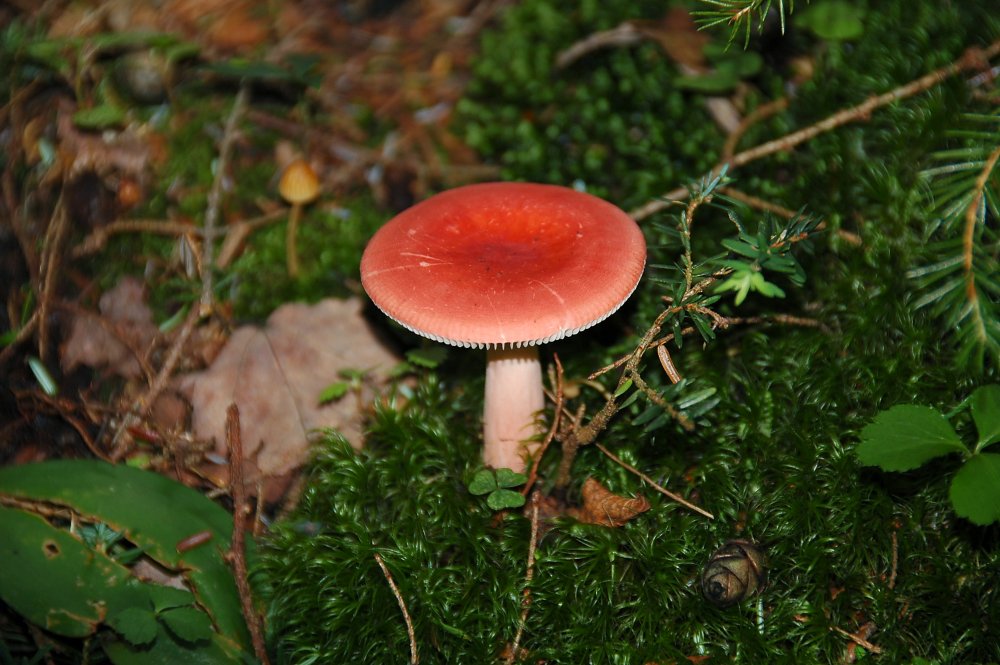 Mushroom 24