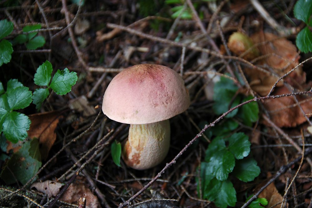 Mushroom 25