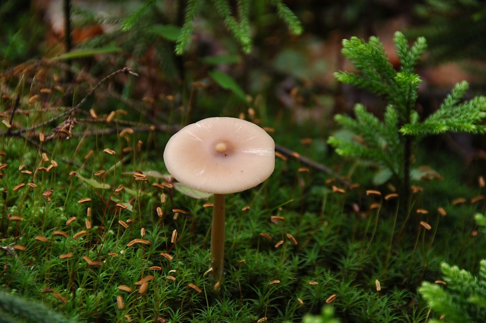 Mushroom 26