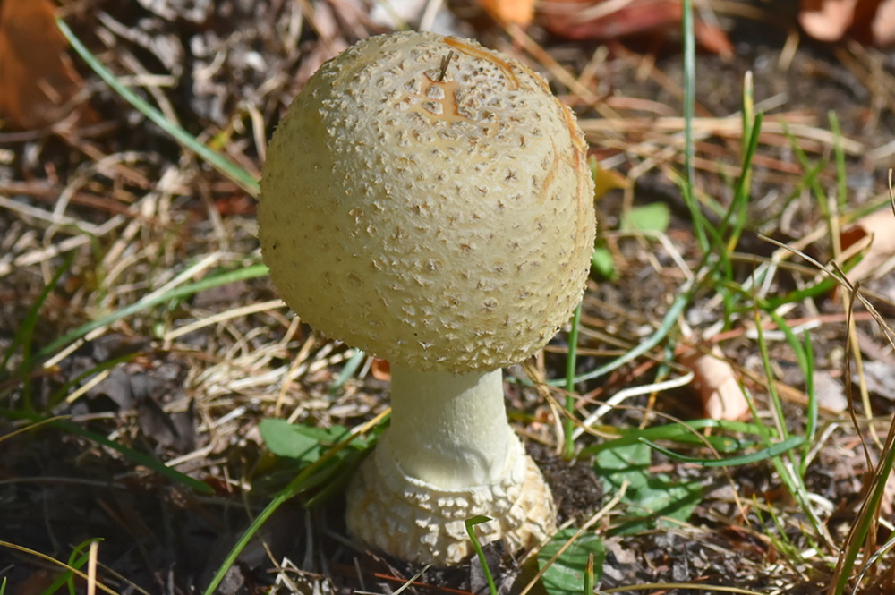 Mushroom 30