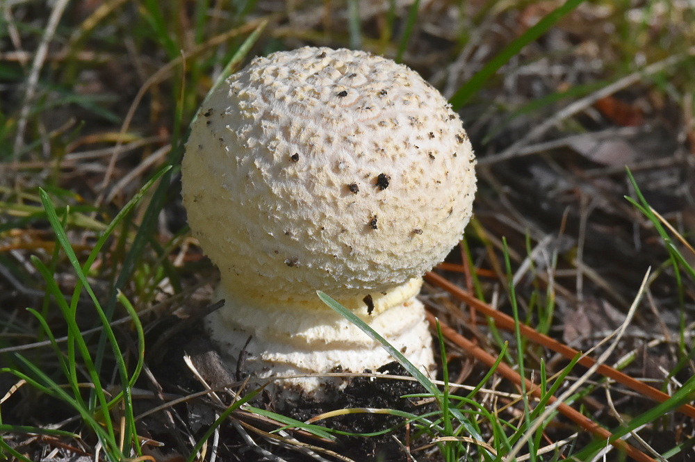 Mushroom 31