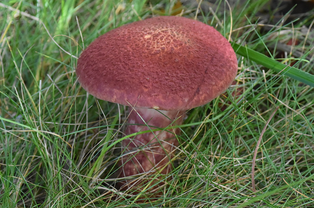 Mushroom 32