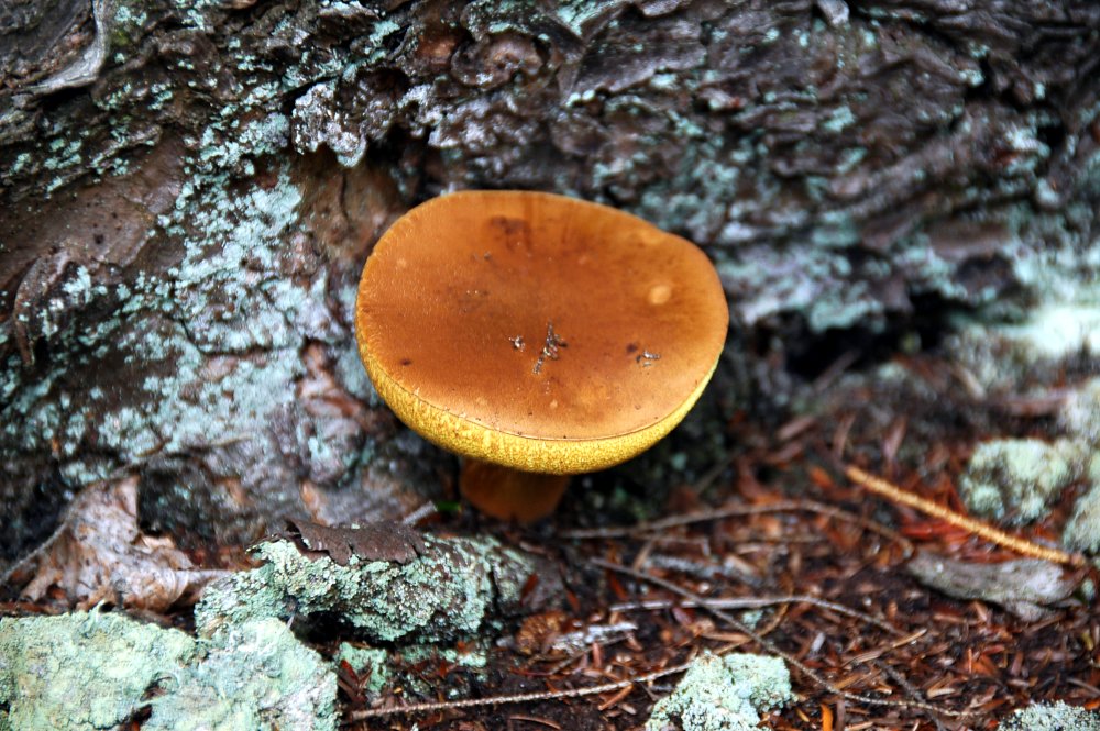 Mushroom 4